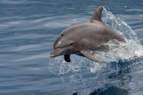 Dolphin Tours